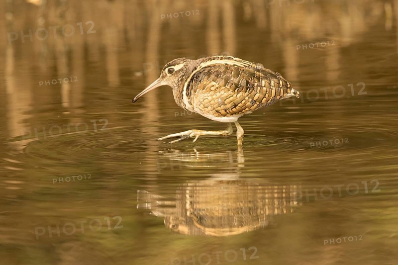 Greater Painted-snipe (Rostratula benghalensis), Gambia