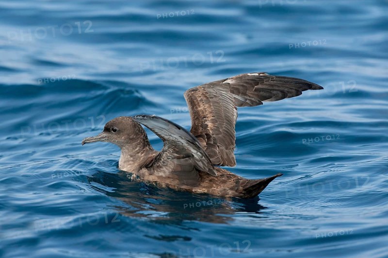 Sooty Shearwater Puffinus griseus San Diego, California, United States 14 September Adult Procellariidae
