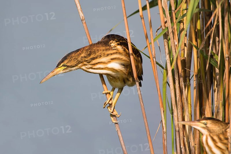 Little Bittern (Ixobrychus minutus) juvenile foraging, Thuringia, Germany