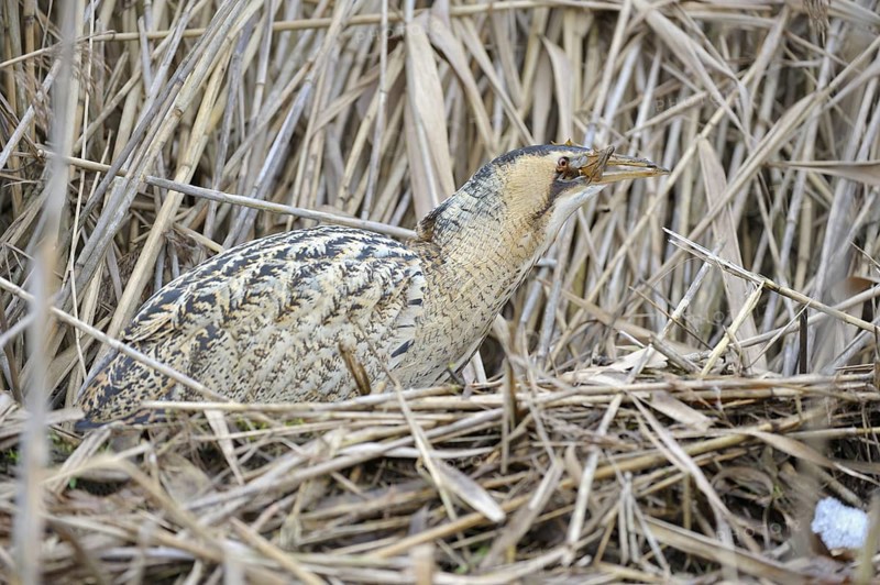 Rohrdommel (Botaurus stellaris), Bittern, Altvogel im Winter, hat einen Grasfrosch erbeutet und verschluckt diesen, Februar, Muenster, Nordrhein-Westfalen, Deutschland