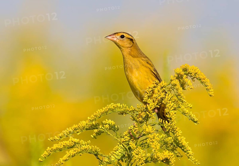 Bobolink (Dolichonyx oryzivorus), Ohio, USA