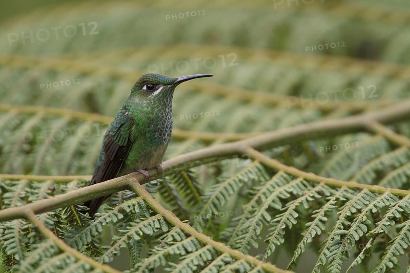 Violet-fronted Brilliant (Heliodoxa leadbeateri), Manu National Park, Peru