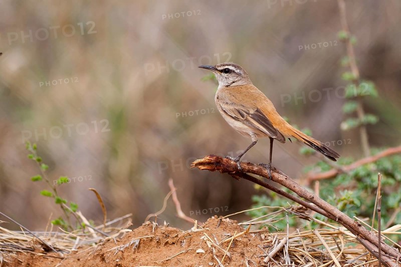 Kalahari Scrub Robin (Cercotrichas paena), Namibia