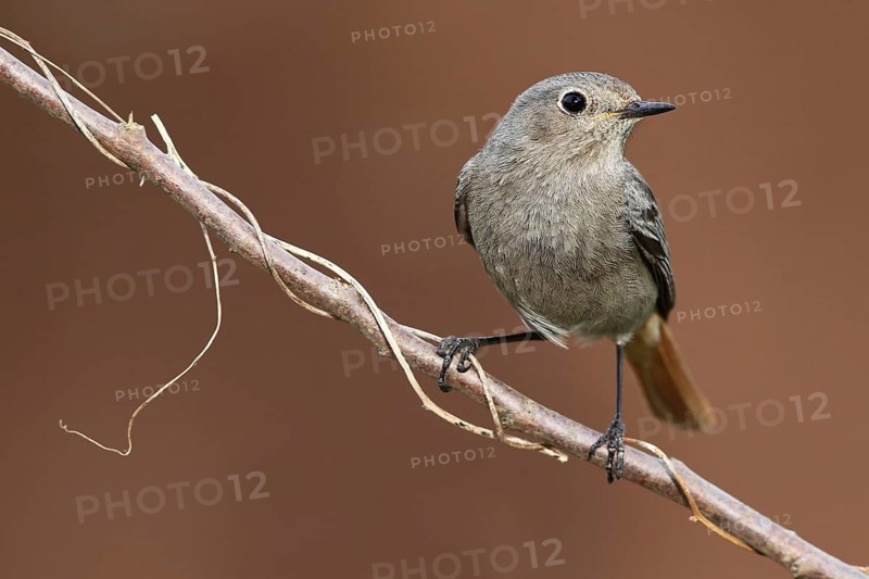 Black Redstart (Phoenicurus ochruros) female, Baden-Wuerttemberg, Germany