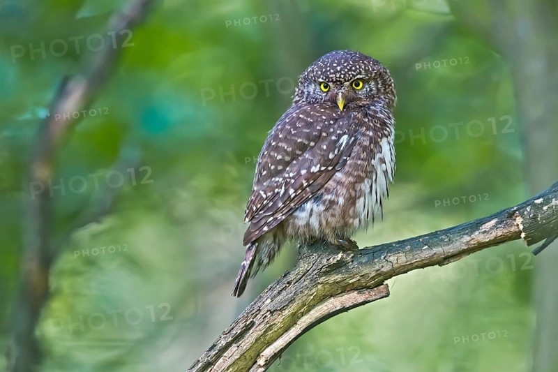 Eurasian Pygmy Owl (Glaucidium passerinum), Bavaria, Germany