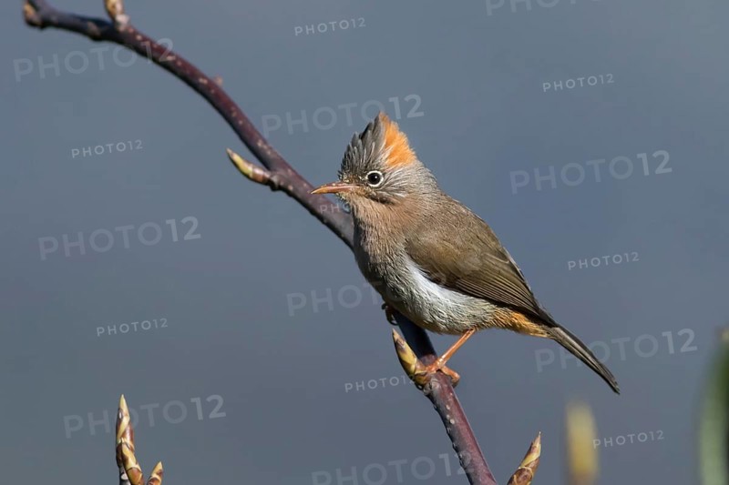 Rufous-vented Yuhina (Yuhina occipitalis), Darjeeling, India
