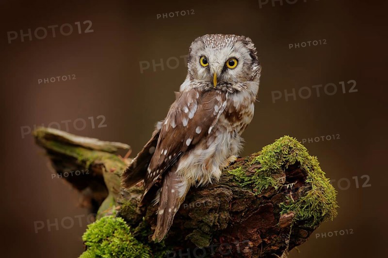Boreal owl, Aegolius funereus, bird in the nature habitat, sitting on the stone. Bird with yellow eyes, Romania. Wildlife scene from nature