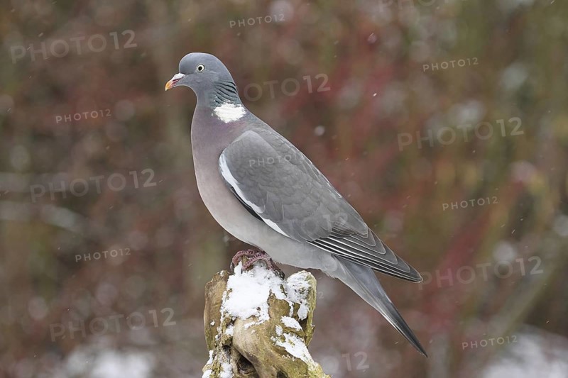 Common Wood Pigeon (Columba palumbus), Lower Saxony, Germany