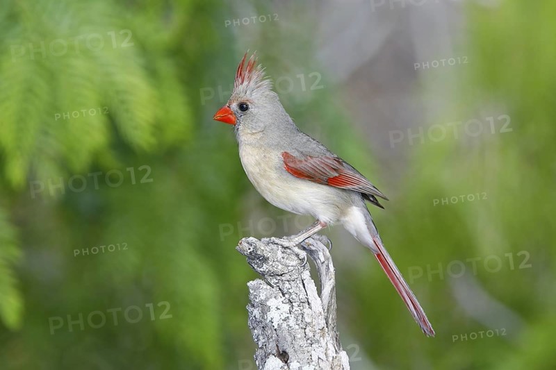 Northern Cardinal Cardinalis cardinalis Rio Grande City, Starr County, Texas, United States 27 March Adult Female Cardinalidae