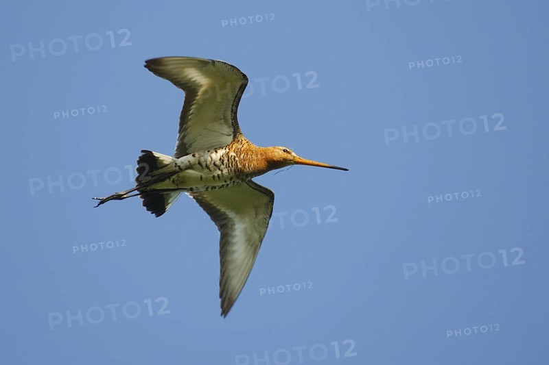 Black-tailed Godwit (Limosa limosa), Netherlands