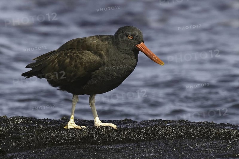 Blackish Oystercatcher (Haematopus ater), Falkland Islands