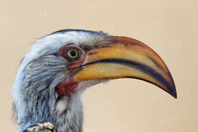 Geelsnaveltok, Southern Yellow-Billed Hornbill, Tockus leucomela