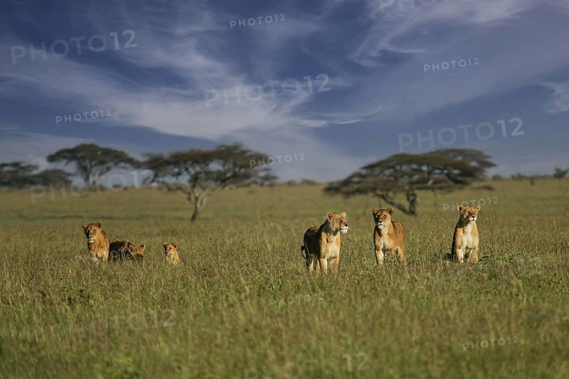 Löwe (Panthera leo), Löwenrudel mit Weibchen und Jungtieren zusammen in der Savanne, Serengeti National Park, Tansania | African Lion (Panthera leo) pack of female lions with cubs in savanna, Serengeti National Park; Tanzania