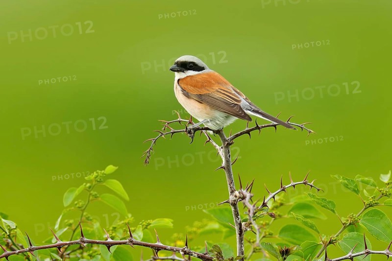 Red-backed shrike, Lanius collurio, bird from Bulgaria. Animal in the nature habitat, Europe. Shrike sitting on the branch
