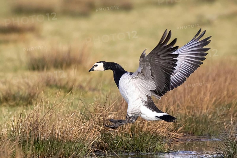Barnacle Goose (Branta leucopsis) landing, Netherlands