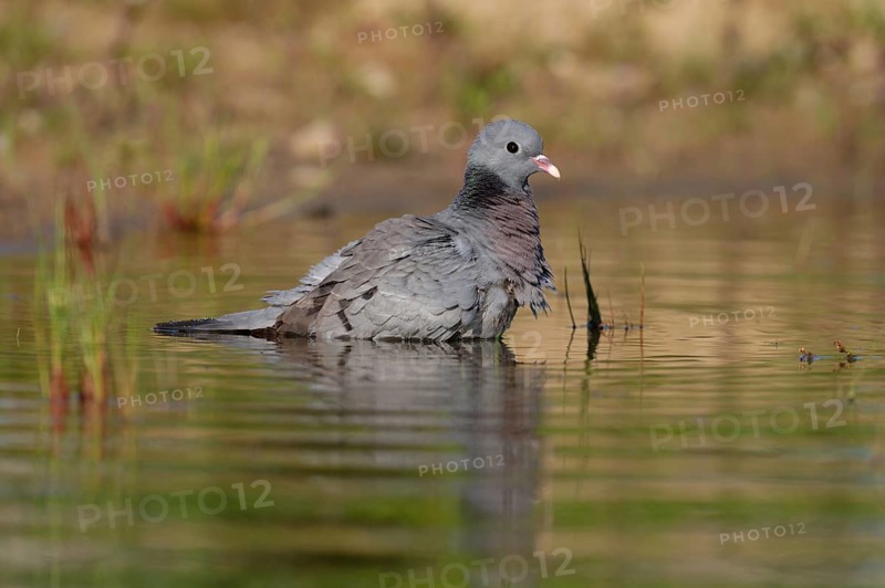 Stock Dove (Columba oenas) bathing, Brandenburg, Germany