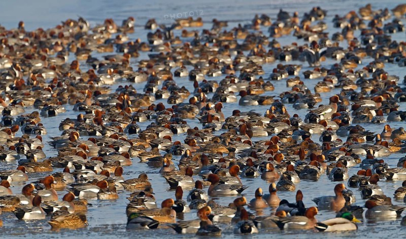 Eurasian Wigeon (Mareca penelope), Noordholland, Netherlands