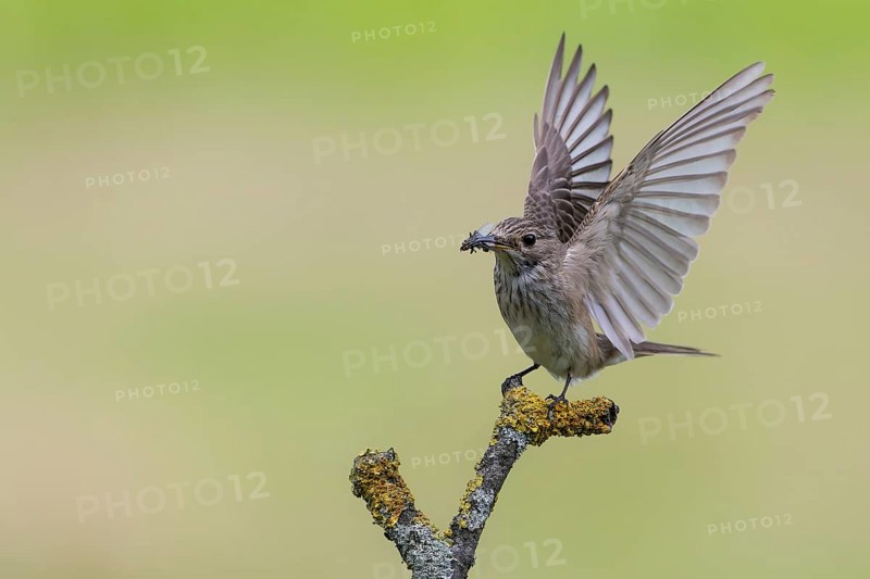 Spotted Flycatcher (Muscicapa striata) perched on a branch with insect prey in its beak, Lower Saxony, Germany