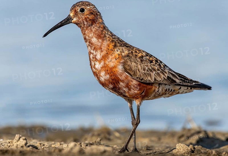 Curlew Sandpiper (Calidris ferruginea), Schleswig-Holstein, Germany