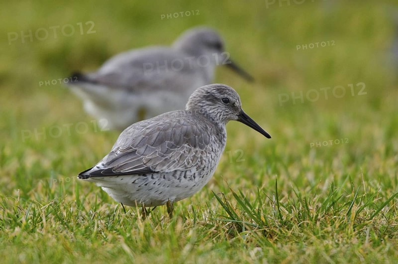 Red Knot (Calidris canutus), Schleswig-Holstein, Germany