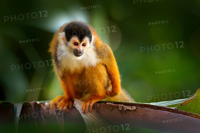 Monkey in the tropic forest vegetation. Animal, long tail in tropic forest. Squirrel monkey, Saimiri oerstedii, sitting on the tree trunk with green leaves, Corcovado NP, Costa Rica