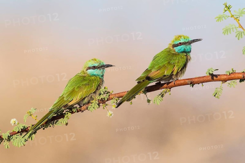 Green Bee-eater (Merops orientalis) pair, Eilat, Israel