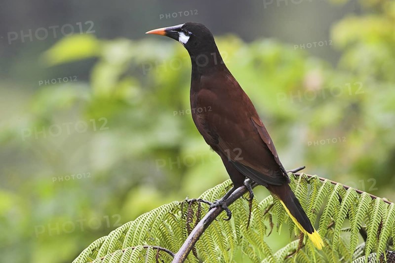 Montezuma Oropendola (Psarocolius montezuma), Costa Rica
