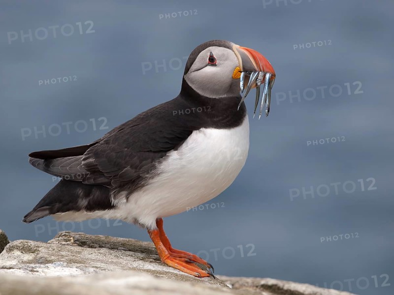 Http://www.waltersoestbergen.nl