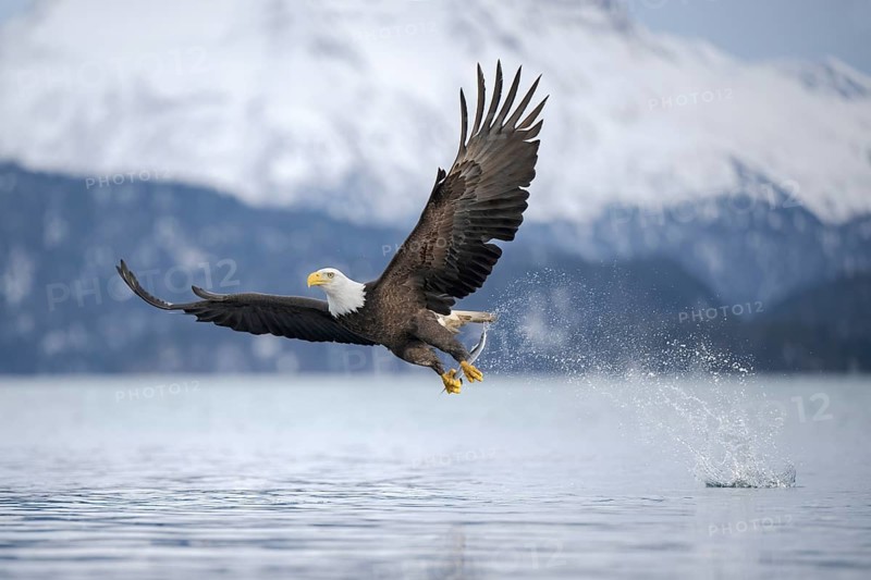 Bald Eagle (Haliaeetus leucocephalus) hunting, with fish prey in its claws, Alaska, USA
