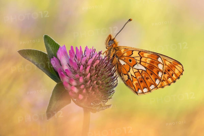 Der Silberfleck Perlmuttfalter (Boloria euphrosyne)