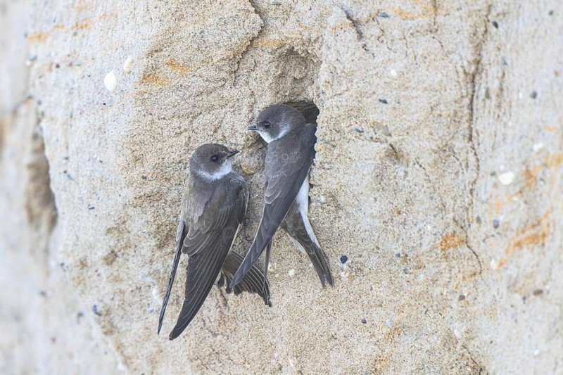 Sand Martin (Riparia riparia) at nesting wall, North Rhine-Westphalia, Germany