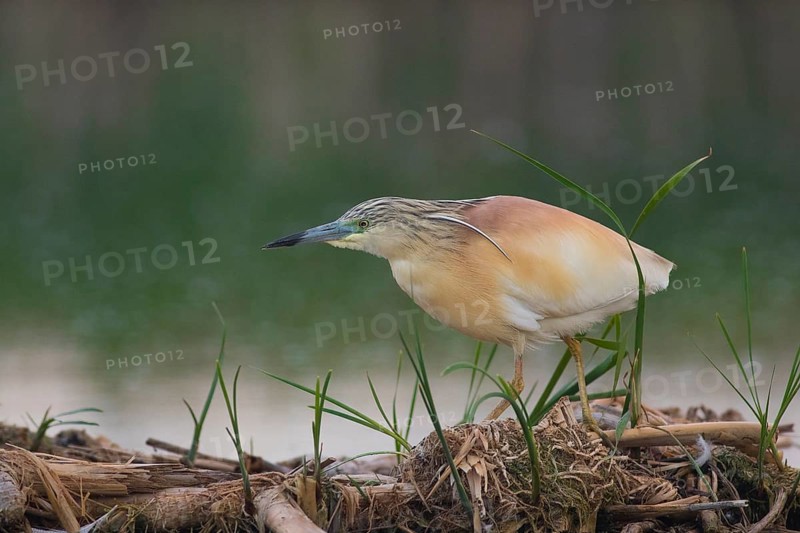 Squacco Heron (Ardeola ralloides), Subotica, Serbia