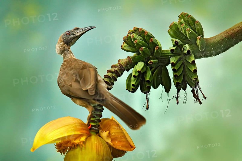 Helmeted friarbird, Philemon buceroides, beautiful bird sitting on the banana tree in the green forest, Indonesia in Asia. Friarbird in the nature habitat, wildlife scene from nature, banana bloom