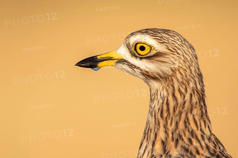 Eurasian Stone-curlew (Burhinus oedicnemus), Castile-La Mancha, Spain