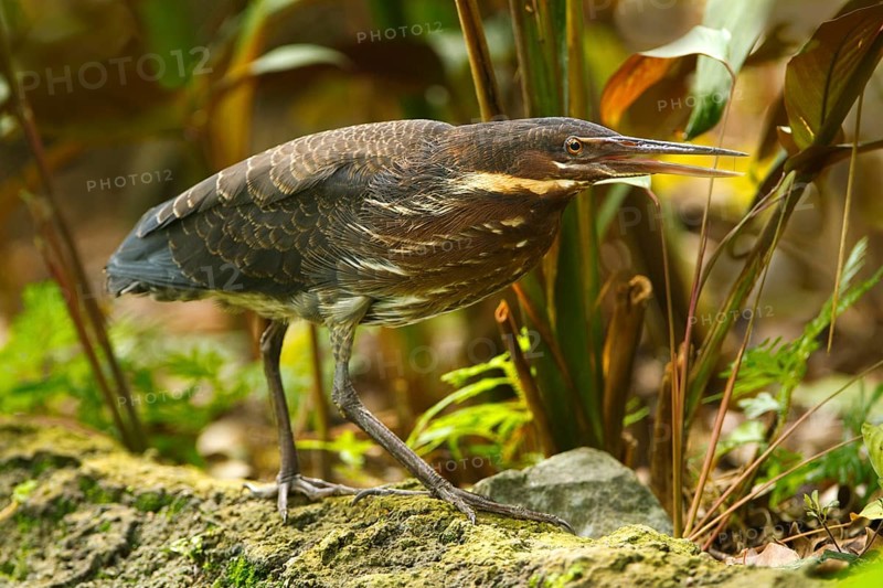 Black Bittern (Dupetor flavicollis), Singapore