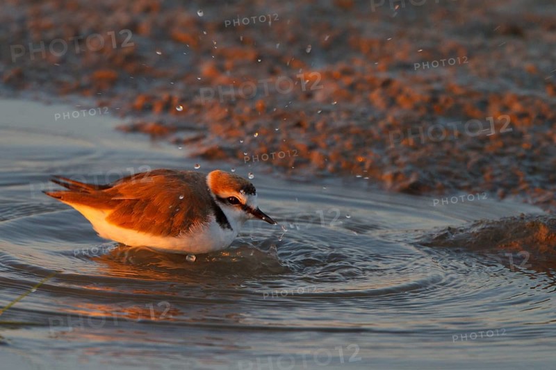 Kentish Plover (Charadrius alexandrinus) male bathing, Mallorca, Spain