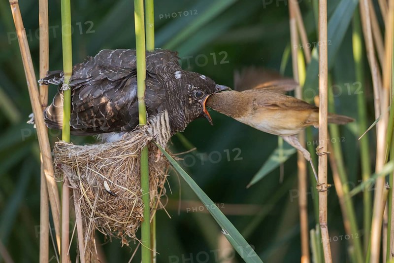 Common Cuckoo & Eurasian Reed Warbler (Cuculus canorus & Acrocephalus scirpaceus) Eurasian Reed Warbler feeding juvenile Common Cuckoo in nest, Saxony-Anhalt, Germany