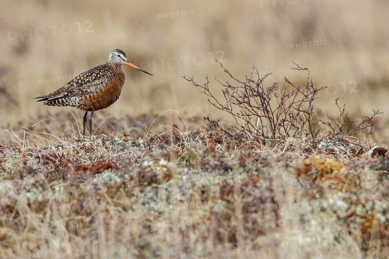 Hudsonian Godwit (Limosa haemastica) on the tundra near Churchill, Manitoba, Canada