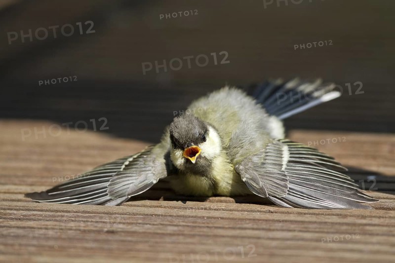 Great Tit (Parus major) juvenile sunbathing on wood terrace, Mecklenburg-Western Pomerania, Germany
