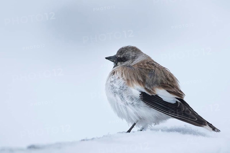 White-winged Snowfinch - Schneesperling - Montifringilla nivalis ssp. tianshanica, adult, Kyrgyzstan