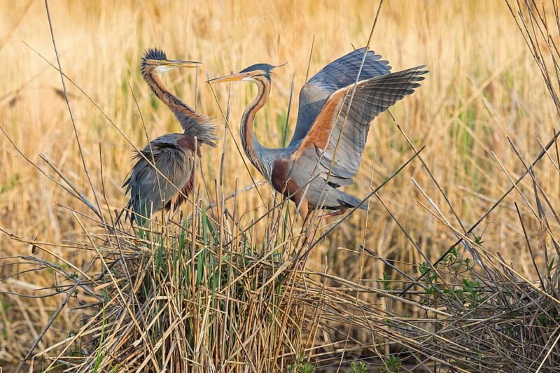 Purpurreiher, Purple Heron, Ardea purpurea, Héron pourpré, Garza Imperial
