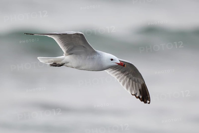 Audouin's Gull (Ichthyaetus audouinii) flying, Spain