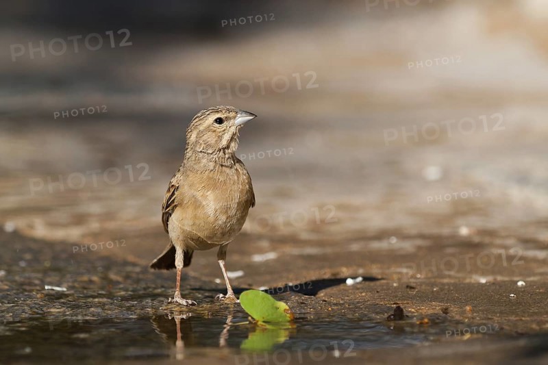Lark-like Bunting (Emberiza impetuani), Namibia