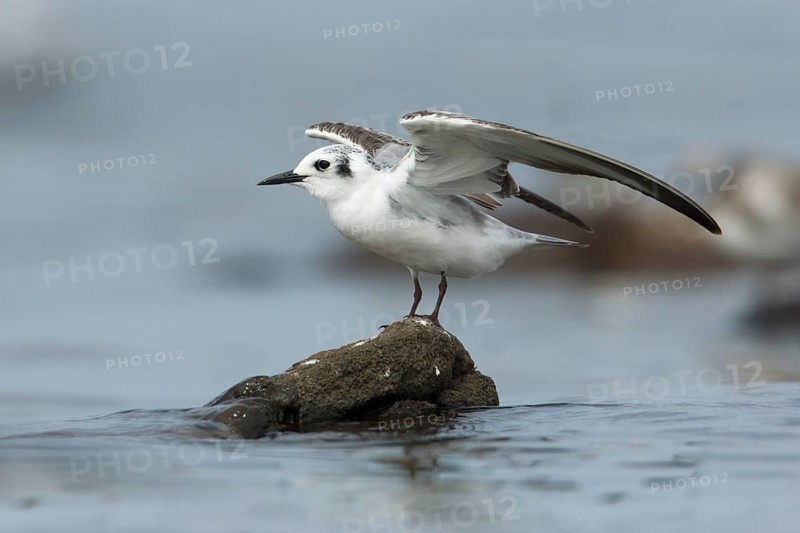 White-winged Tern (Chlidonias leucopterus), Victoria, Australia