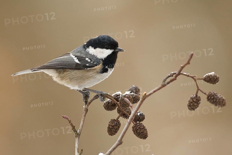Coal Tit (Periparus ater), Rhineland-Palatinate, Germany