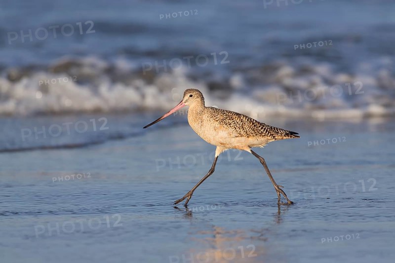 Marbled Godwit (Limosa fedoa) foraging at shoreline, California, USA