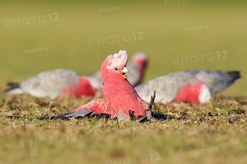 Galah (Eolophus roseicapilla), Victoria, Australia