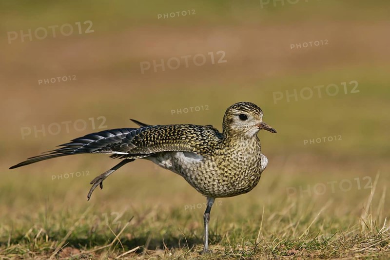 European Golden Plover (Pluvialis apricaria) stretching, Schleswig-Holstein, Germany