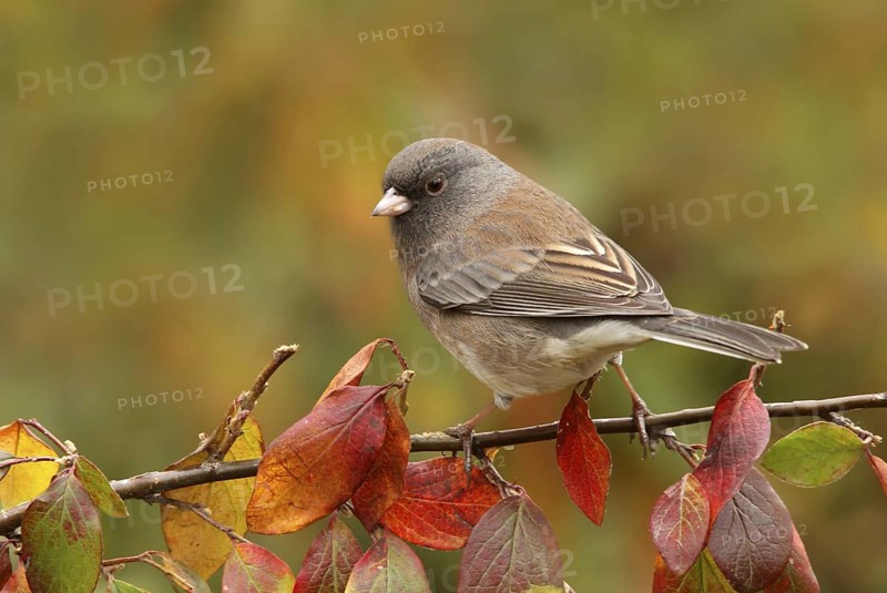 Slate-colored Junco (Junco hyemalis hyemalis), Saskatchewan, Canada