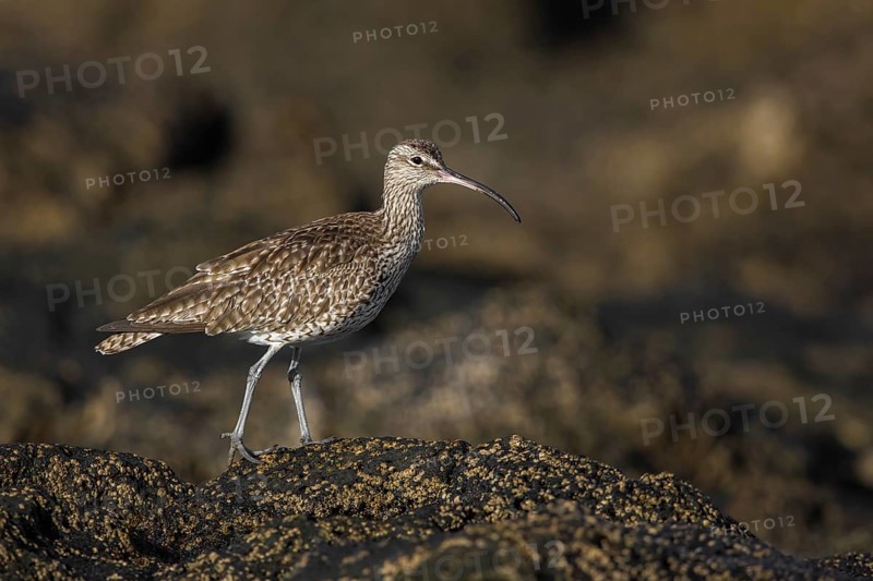 Whimbrel (Numenius phaeopus), Fuerteventura, Spain